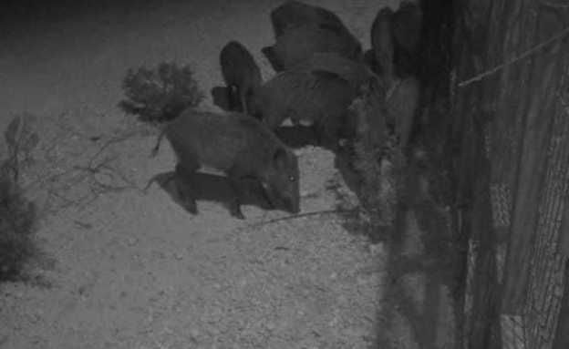 מבצע גירוש החזירים בבחן (צילום: אופיר בירקנשטיין, רשות הטבע והגנים)