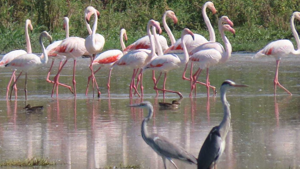 שמורת הטבע החולה