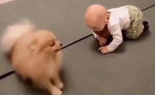 כלב מלמד פעוט לזחול (צילום: צילום מסך, twitter)