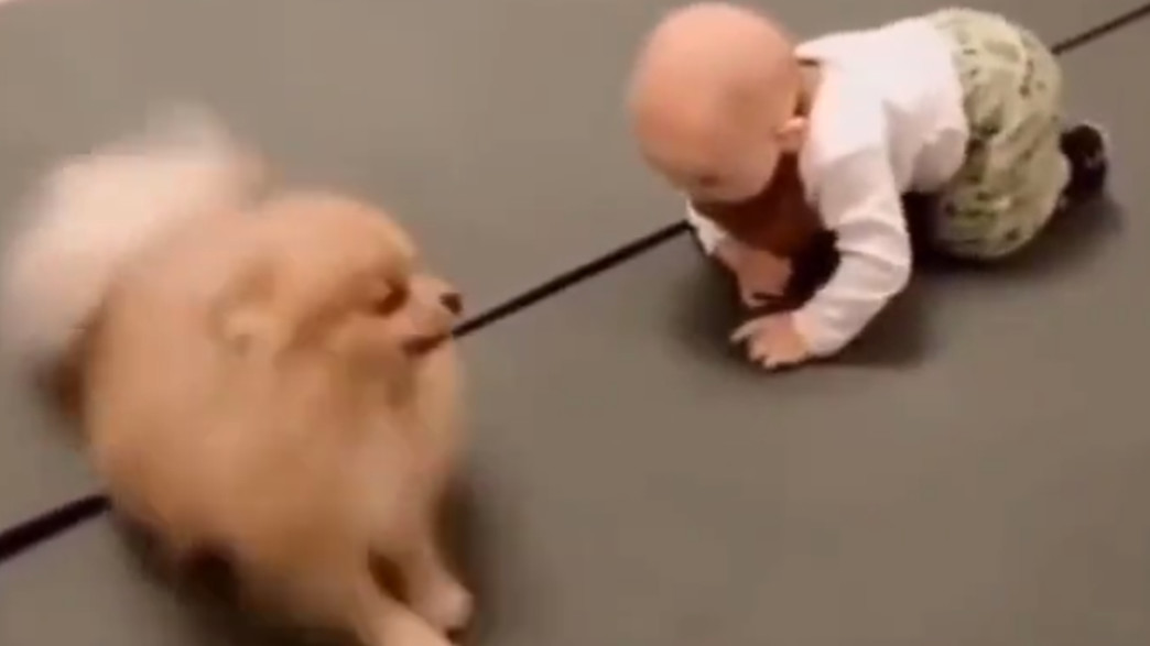 כלב מלמד פעוט לזחול