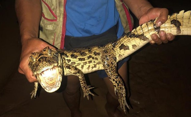Anonymous - a crocodile they hunted (Photo: Anonymous)