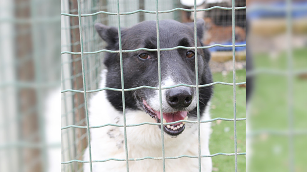 הכלב רופי 8 שנים בכלוב הכלב רופי 8 שנים בכלוב
