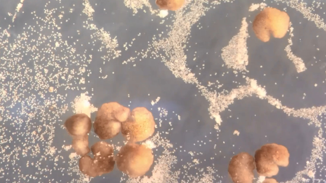 הרובוטים החיים הראשונים יכולים להתרבות