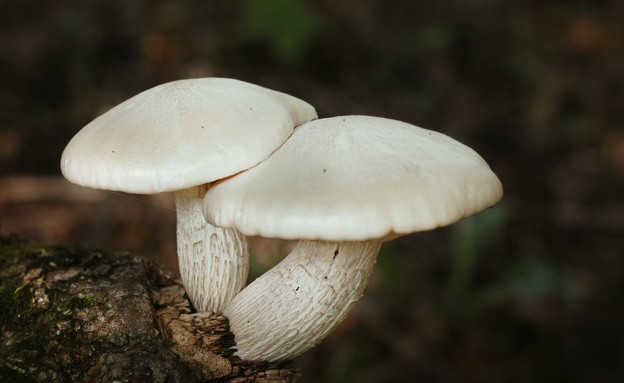 Mushrooms (Photo: jen theodore, unsplash)