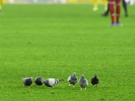 גם היונים קיבלו לא מעט זמן מסך