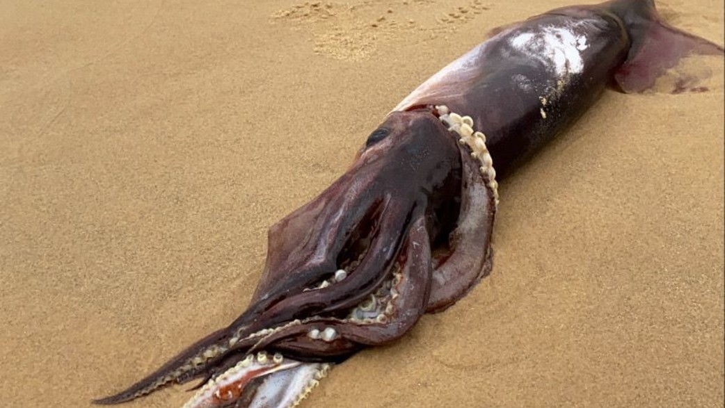 דיונון גדול שנשטף לחוף בת"א