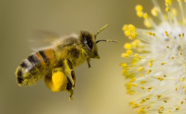 דבורה, דבורים, צוף, פרח (צילום: 123rf)