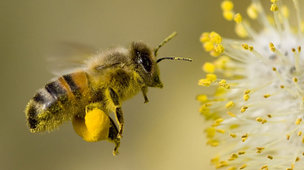 דבורה, דבורים, צוף, פרח