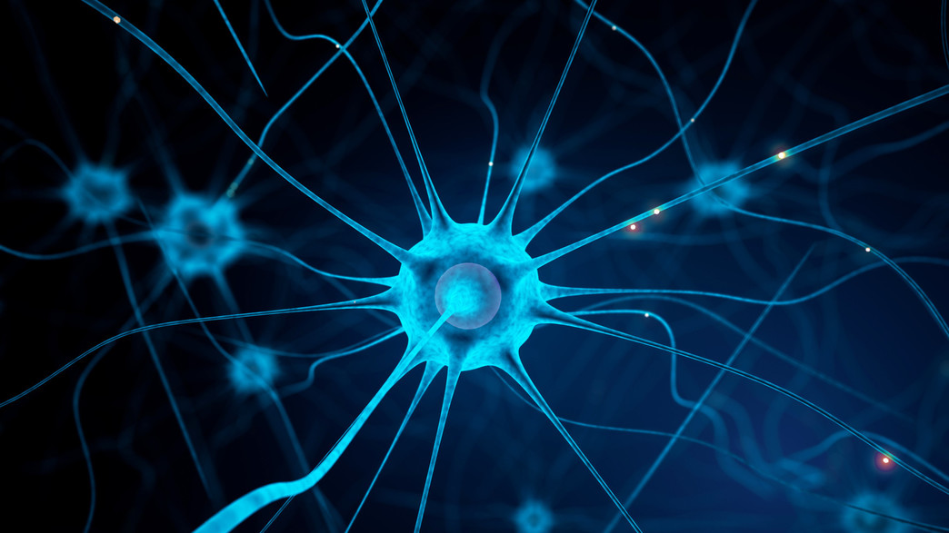 תא עצב, מערכת העצבים תא עצב, מערכת העצבים