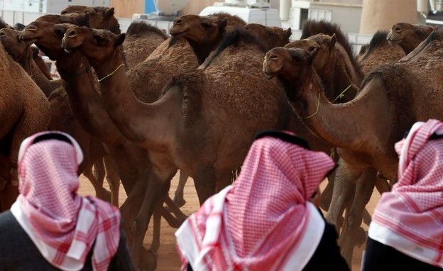 גמלים בסעודיה. נפסלו בתחרות היופי  (צילום: SKY NEWS)
