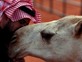 גמלים בסעודיה  (צילום: SKY NEWS)