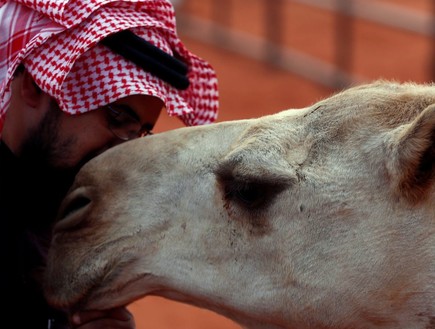 גמלים בסעודיה  (צילום: SKY NEWS)