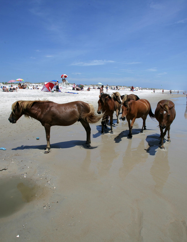 חוף Assateague  (צילום: Northfoto, Shutterstock)