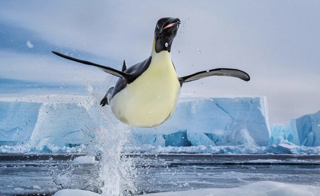 פינגווין  (צילום: Paul Nicklen)