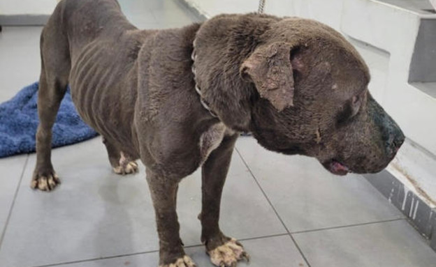 כלב קרבות שחולץ כלב קרבות שחולץ