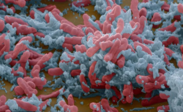 וירוסים וחיידקים בהגדלה (צילום: dailymail.co.uk)
