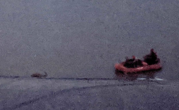 צבי שנלכד במאגר מים ביקום (צילום: אביב רז)