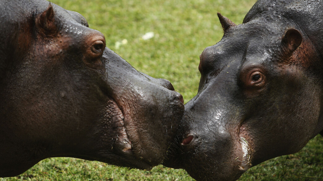 זוג היפופטמים בגן חיות בלימה, פרו זוג היפופטמים בגן חיות בלימה, פרו