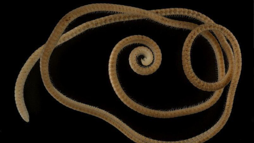 מרבה הרגליים שהתגלה