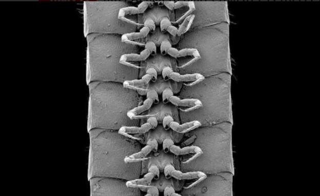 צילום מיקרוסקופי של רגלי המין החדש שהתגלה (צילום: רויטרס)