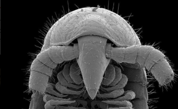 ראש של מין מרבה הרגליים שהתגלה (צילום: רויטרס)