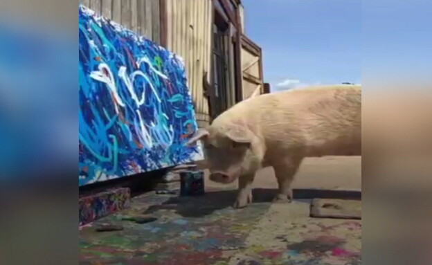 חזיר מצייר (צילום: sky news)