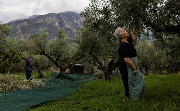 הלני אנטנפולו בעת מסיק הזיתים במטע של בנה בקלמטה (צילום: רויטרס)