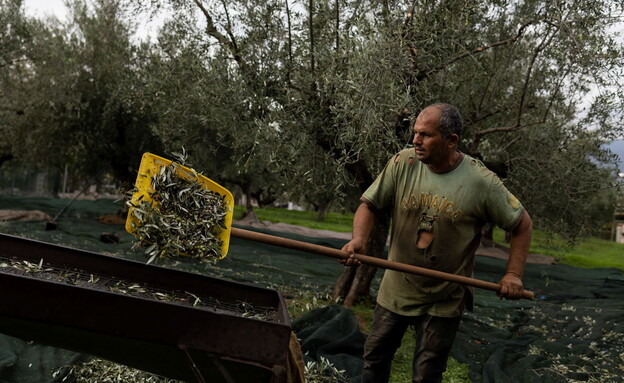 עובדים במסיק הזיתים בקלמטה (צילום: רויטרס)