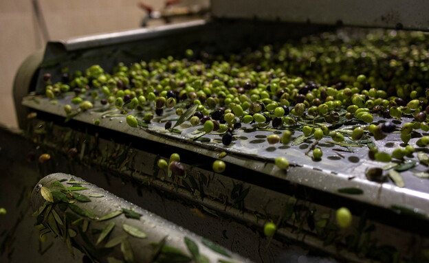 הזיתים לאחר המסיק מעובדים לשמן, קלמטה יוון (צילום: רויטרס)