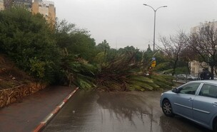 קריסת עץ בכרמיאל וחסימת הכביש (צילום: דוברות המשטרה)