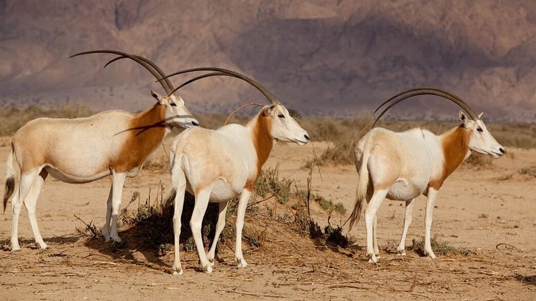 ראמים בחי בר יטבתה