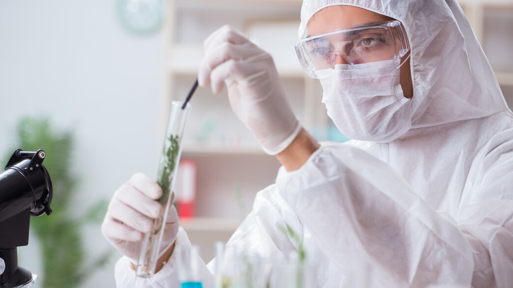 קנאביס במעבדה קנאביס במעבדה