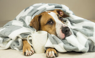 כלב (צילום: shutterstock Aleksey Boyko)