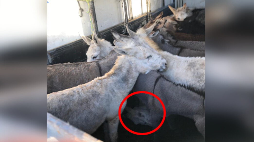 חמור נרמס במשלוח מעזה