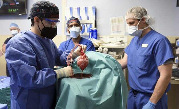 פריצת דרך רפואית-מדעית: לב חזיר הושתל באדם (צילום: AP)