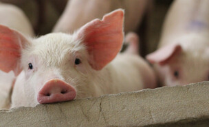 חזיר (צילום: CHIRATH PHOTO, shutterstock)