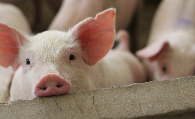 חזיר (צילום: CHIRATH PHOTO, shutterstock)