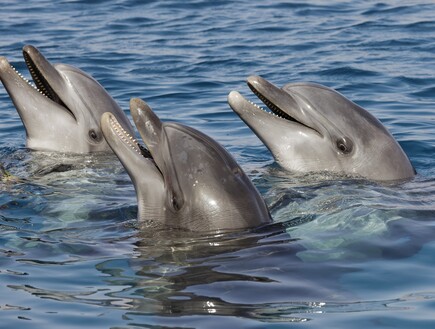 דולפינים (צילום: אולג לופטקין, shutterstock)