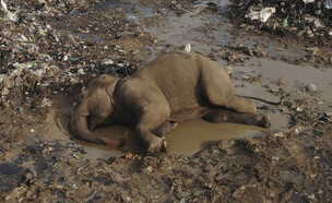 פילים נדירים מתו מאכילת פלסטיק וזבל בסרי לנקה (צילום: AP)