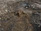 פילים נדירים מתו מאכילת פלסטיק וזבל בסרי לנקה (צילום: AP)