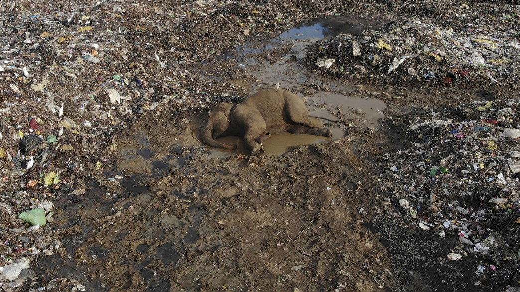 פילים נדירים מתו מאכילת פלסטיק וזבל בסרי לנקה פילים נדירים מתו מאכילת פלסטיק וזבל בסרי לנקה