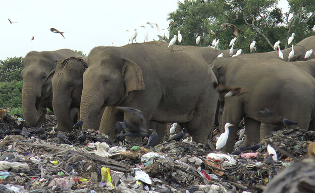 פילים נדירים מתו מאכילת פלסטיק ופסולת בסרי לנקה (צילום: AP)