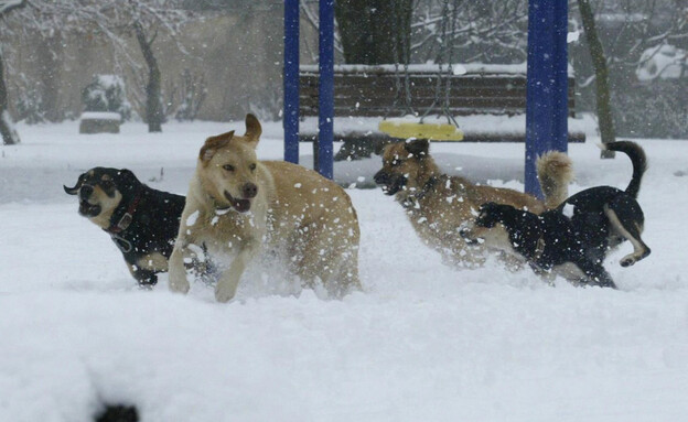 כלבים בשלג בירושלים, 2007 (צילום: חיים אזולאי, פלאש 90)
