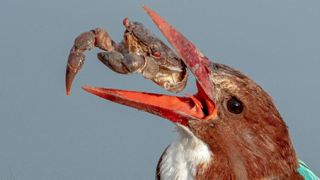 לירון שפירא, החברה להגנת הטבע