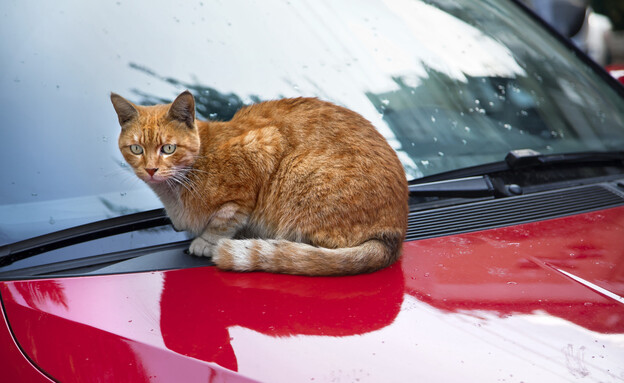 חתול על מכסה מנוע, חורף (צילום: shutterstock)