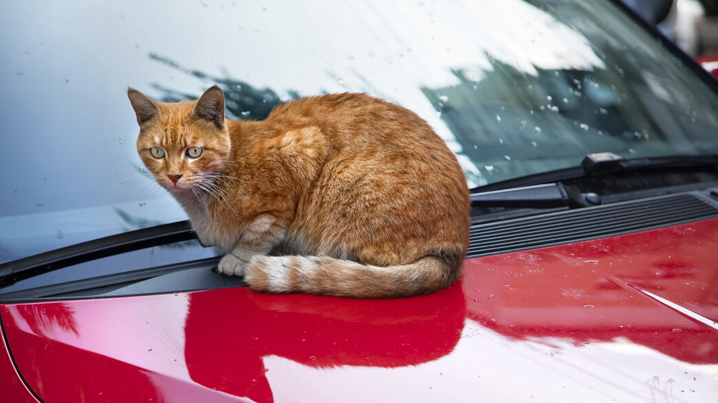 חתול על מכסה מנוע, חורף