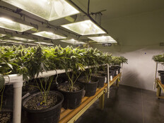 מעבדת קנאביס