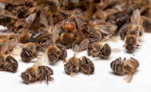 דבורים, דבורים נעלמות (צילום: Matchou, shutterstock)
