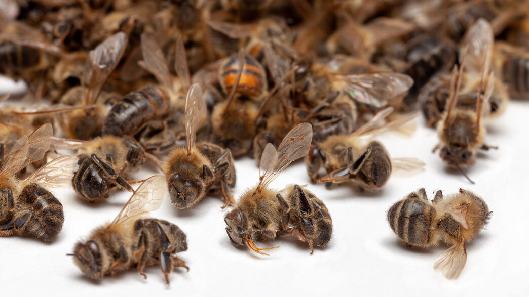 דבורים, דבורים נעלמות (צילום: Matchou, shutterstock)