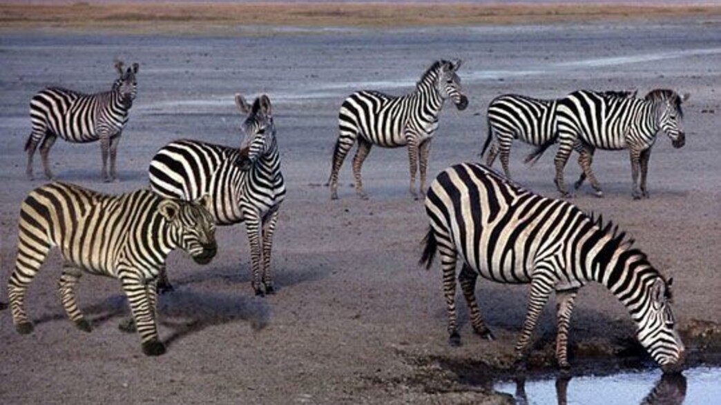 רק 5% מהאנשים יגלו את הטעות שבתמונה  